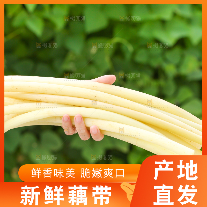 手里拿着藕带
