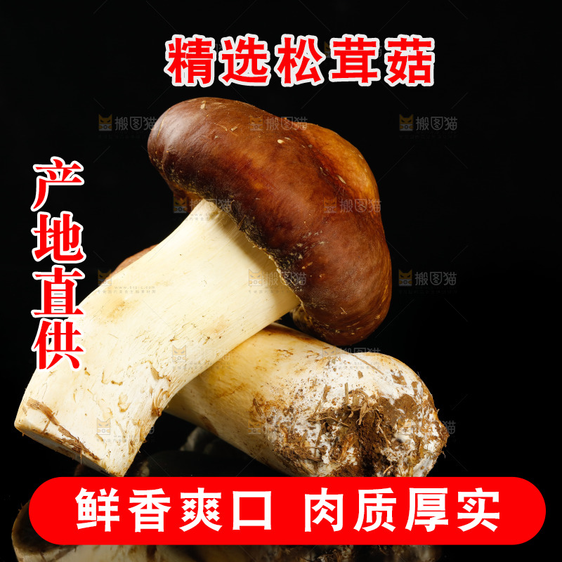 黑底上的新鲜松茸菇