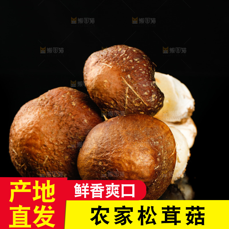 黑底上的新鲜松茸菇