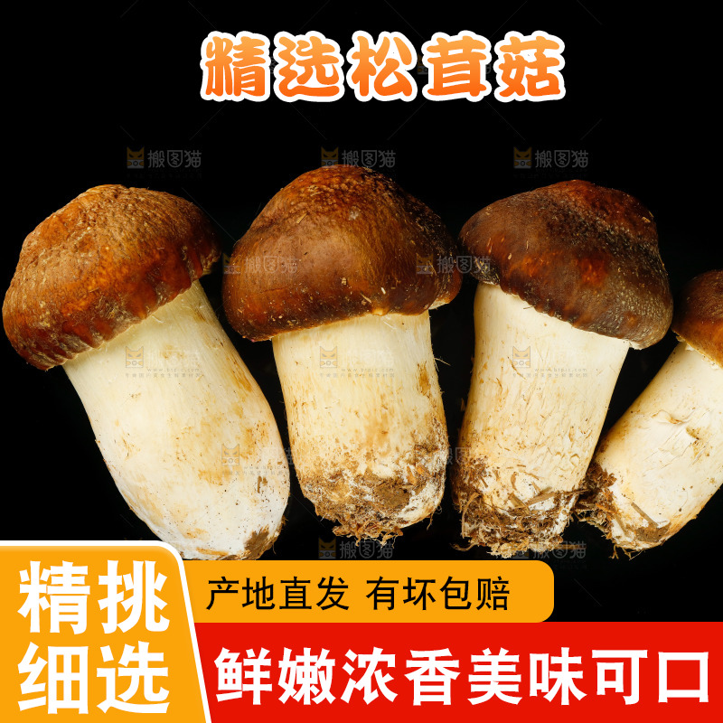 黑底上的新鲜松茸菇