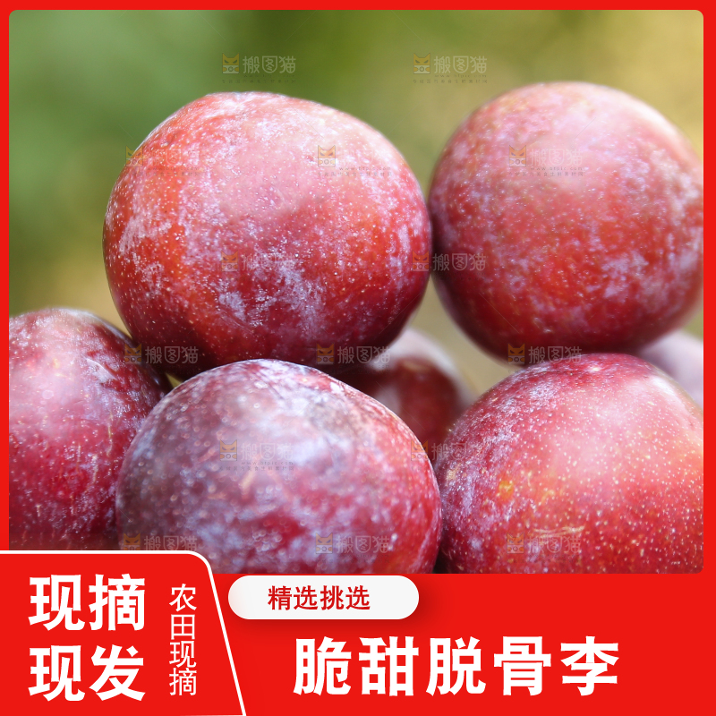 木底上放着红脱骨李