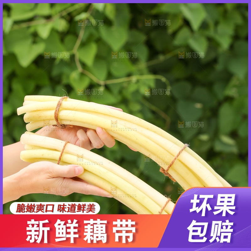 手里拿着藕带