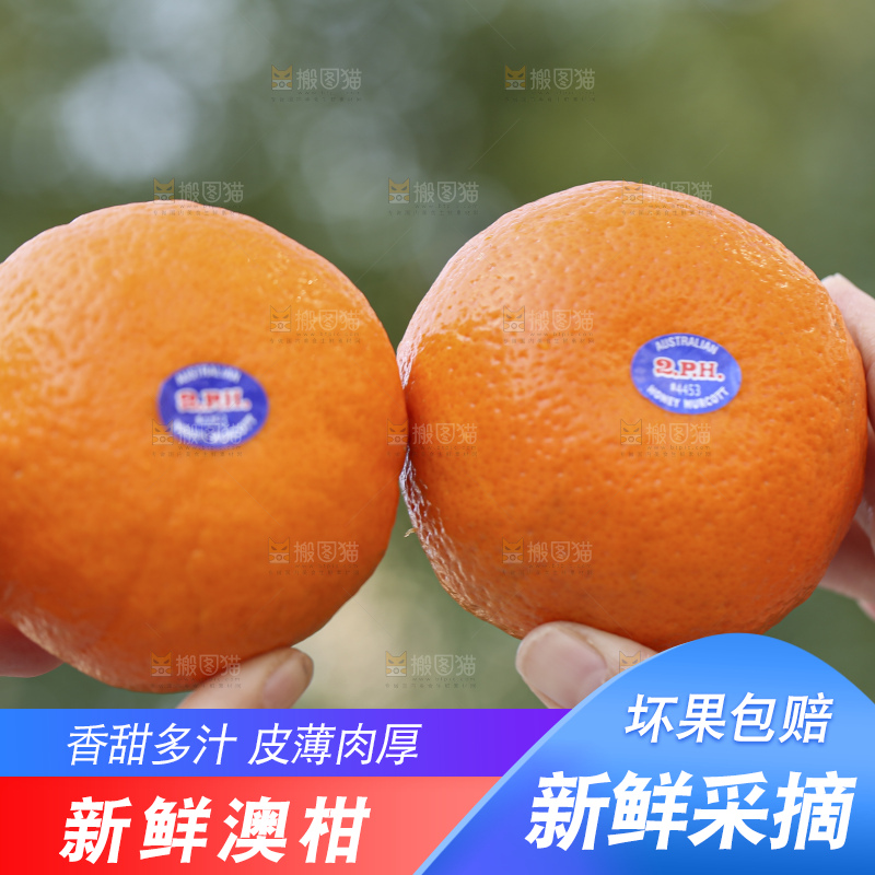 手里拿着进口澳柑