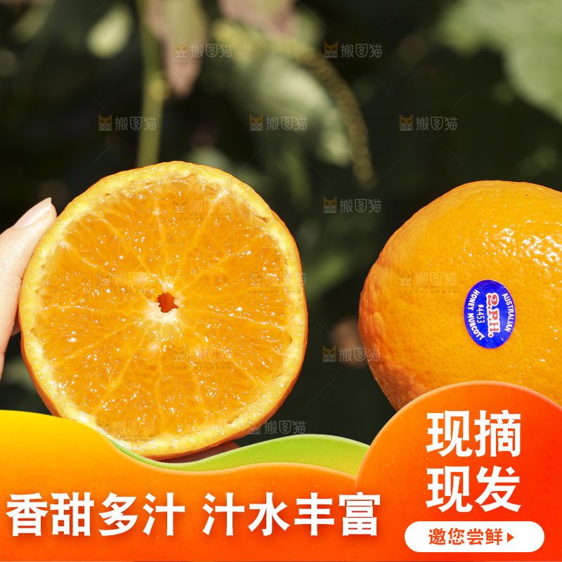 手里拿着进口澳柑