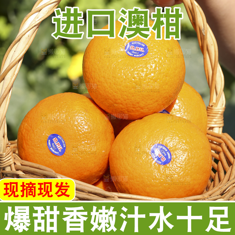 手里拿着进口澳柑