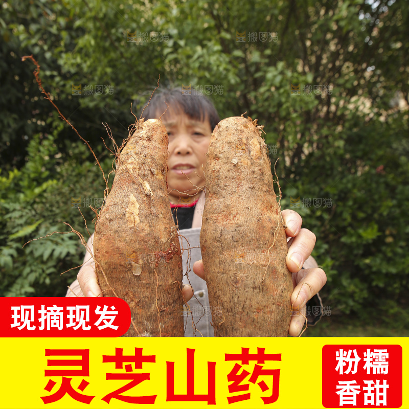手里拿着灵芝山药