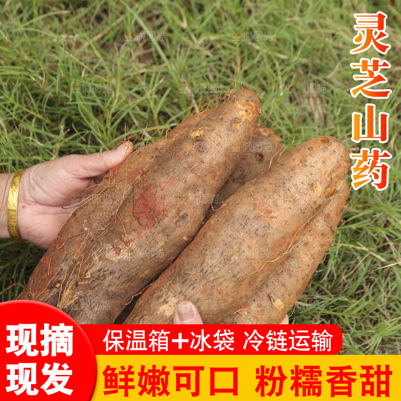 草地上的云南灵芝山药