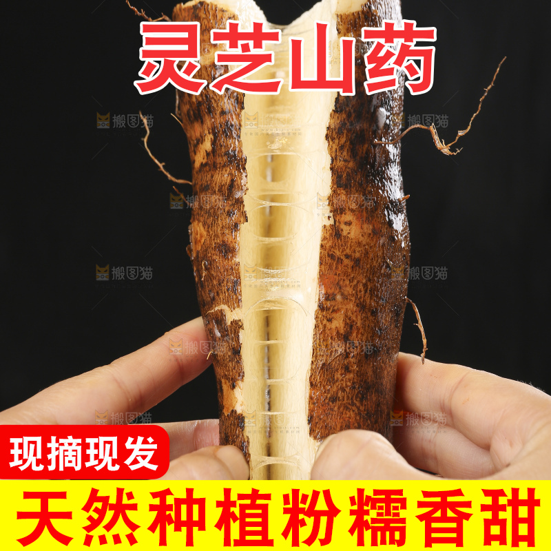 手里拿着拉丝灵芝山药
