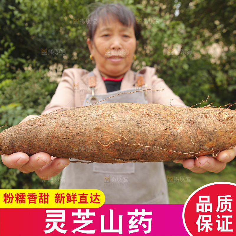 手里拿着灵芝山药