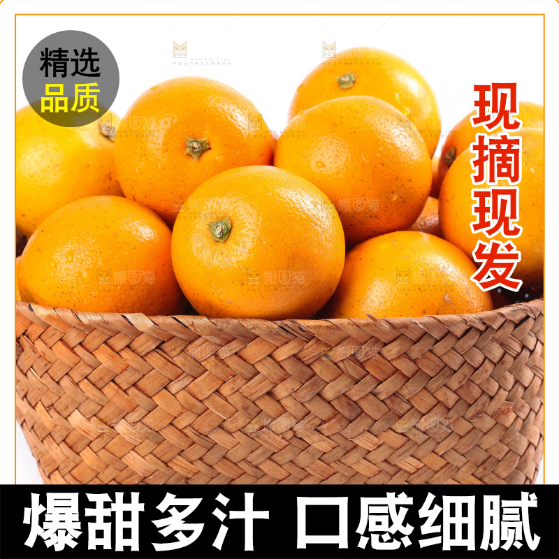 白底上的麻阳冰糖橙