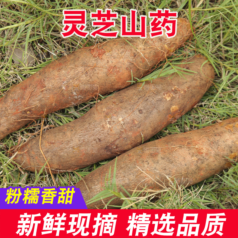 草地上的云南灵芝山药