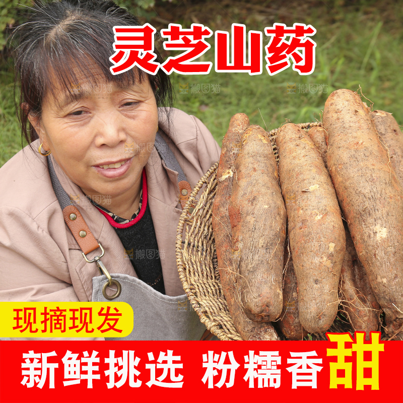 手里拿着灵芝山药