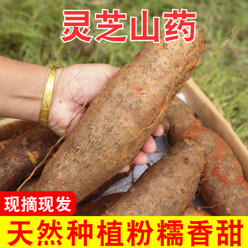 手里拿着灵芝山药
