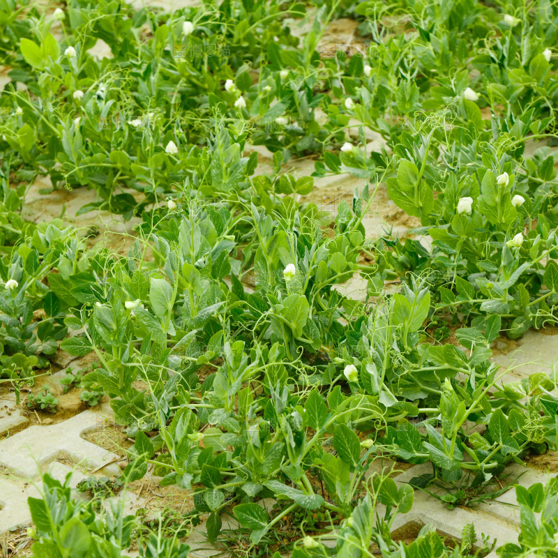 豌豆苗产地