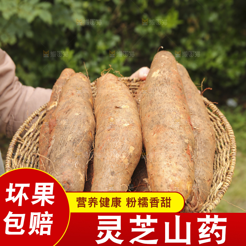 手里拿着灵芝山药