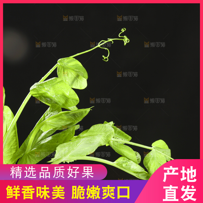 深底上的豌豆苗