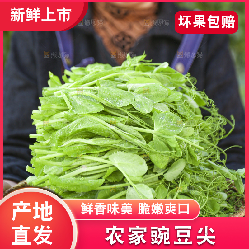 手里拿着豌豆尖