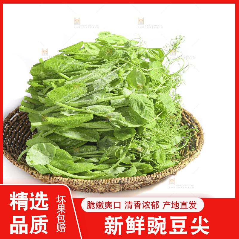 白底上的豌豆苗