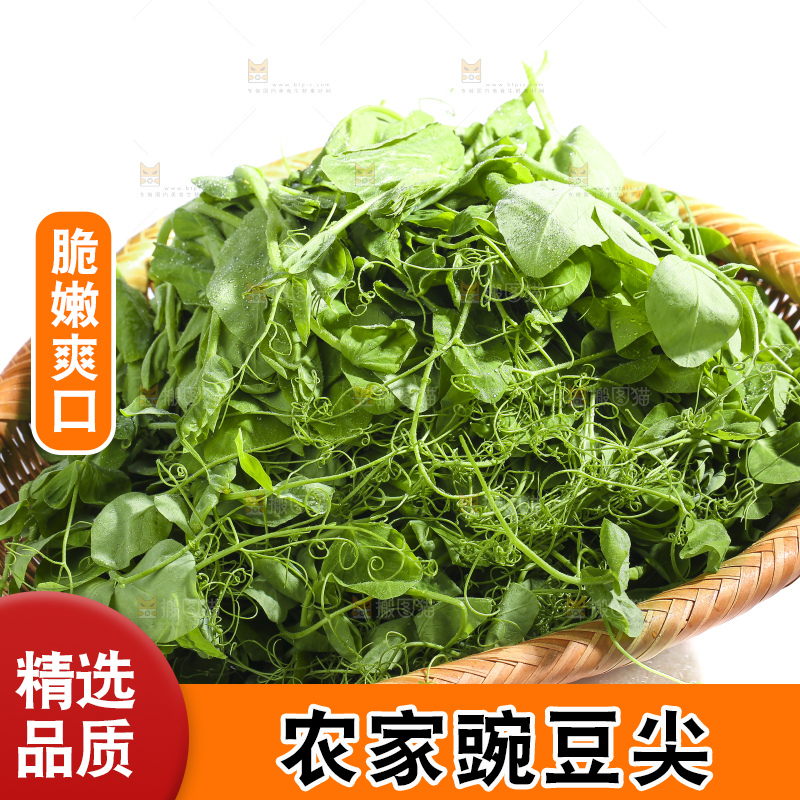 白底上的豌豆苗