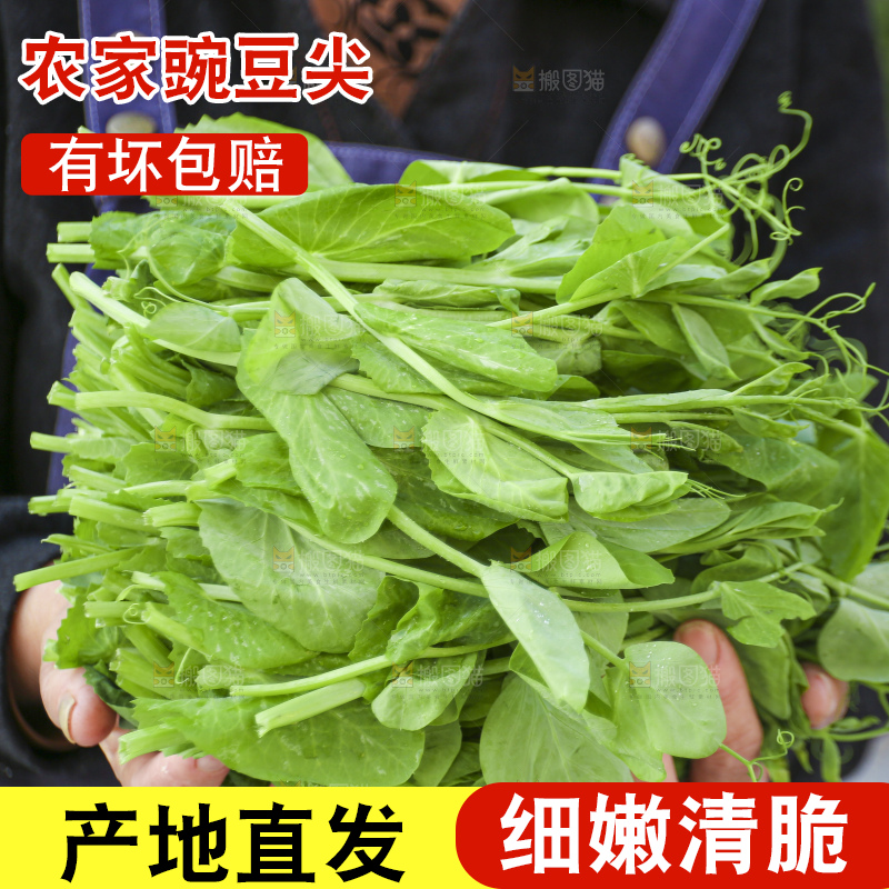 手里拿着豌豆尖