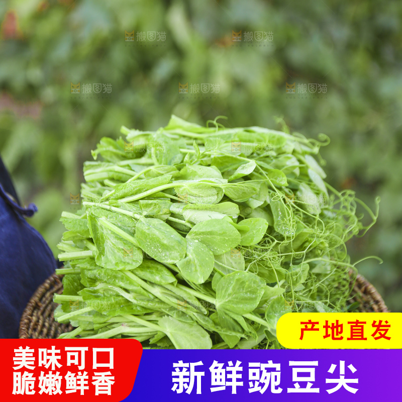 手里拿着豌豆尖