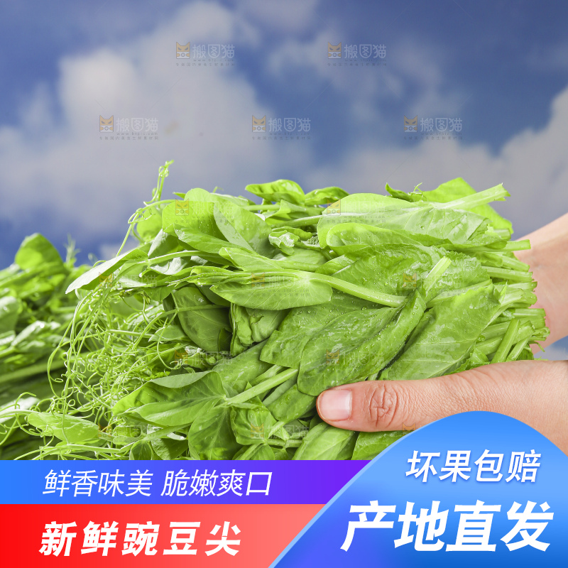 浅底上的豌豆尖