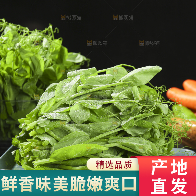 深底上的豌豆苗