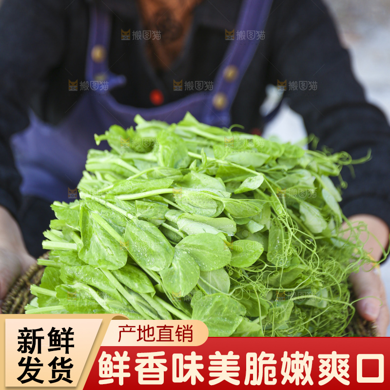 手里拿着豌豆尖