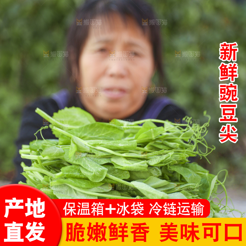 手里拿着豌豆尖
