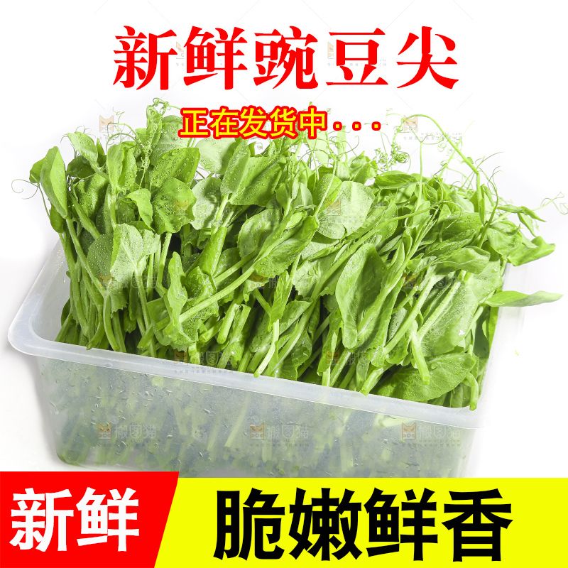 白底上的豌豆苗