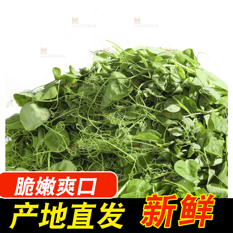 白底上的豌豆苗