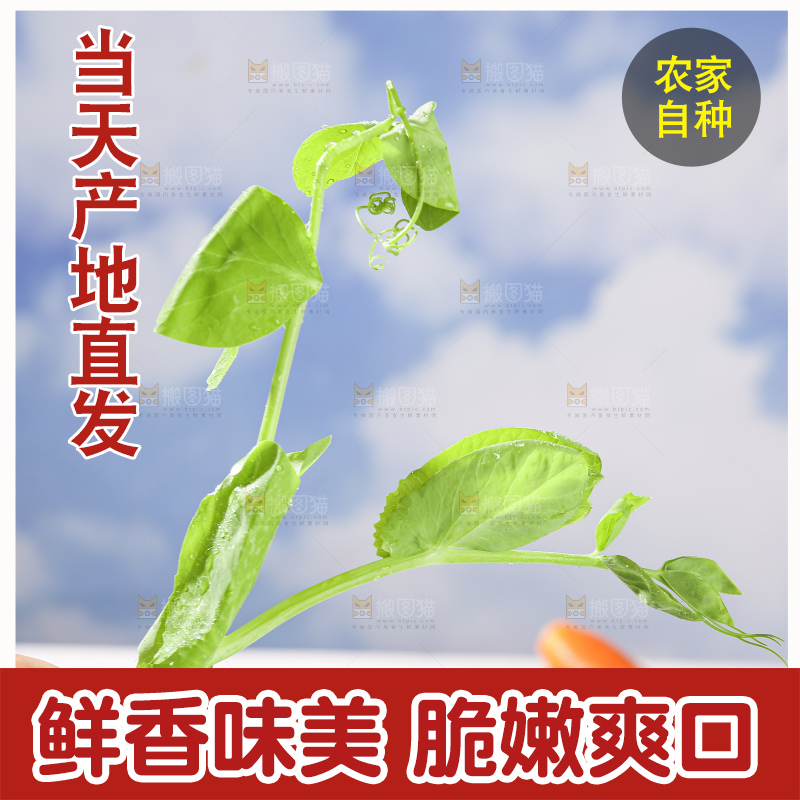 浅底上的豌豆尖