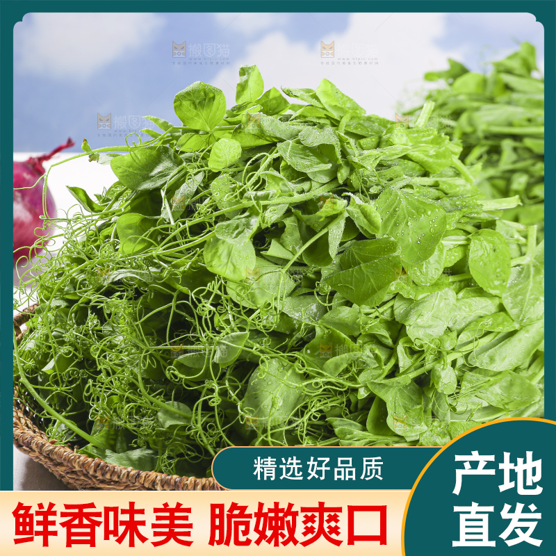 浅底上的豌豆尖