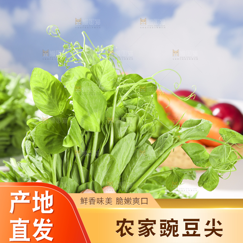 浅底上的豌豆尖