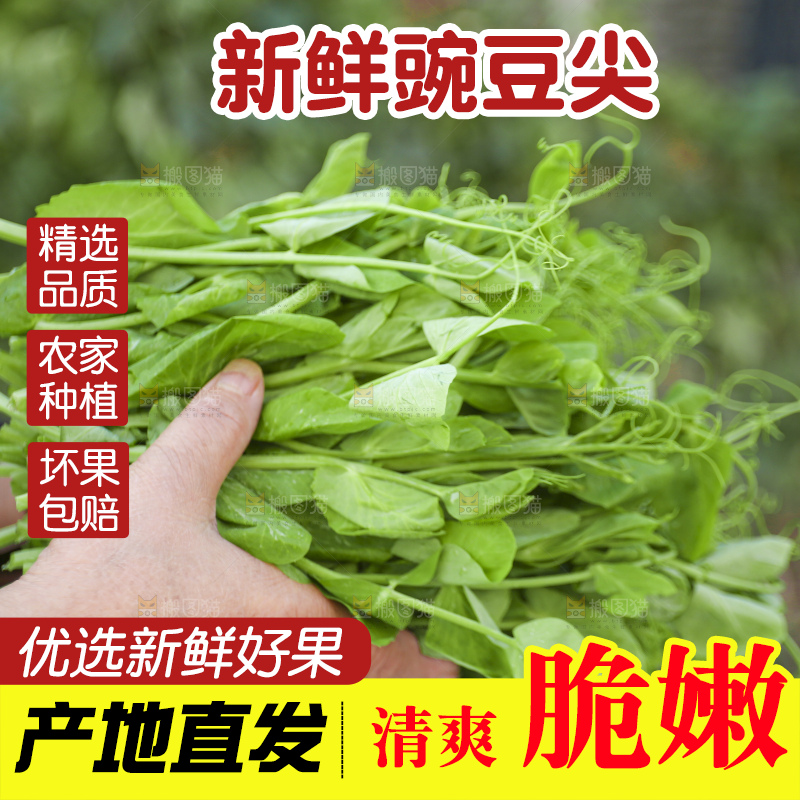 手里拿着豌豆尖