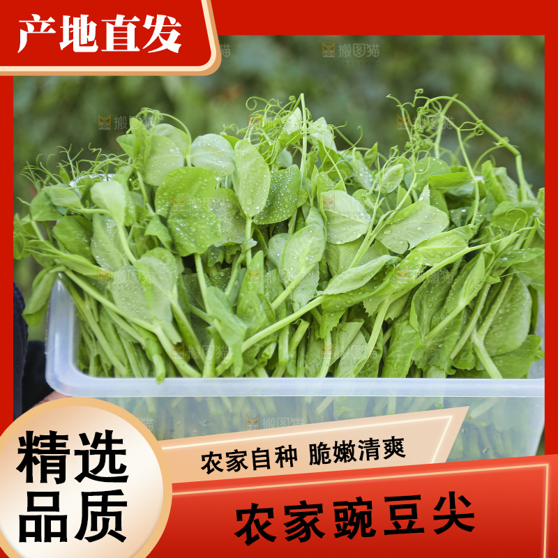 手里拿着豌豆尖