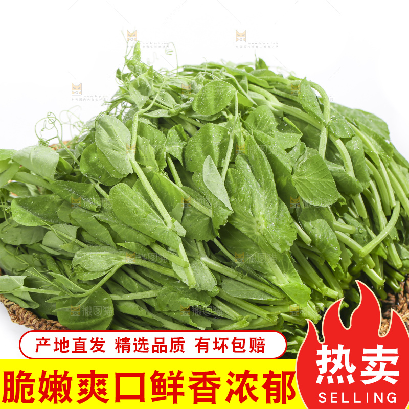 白底上的豌豆苗