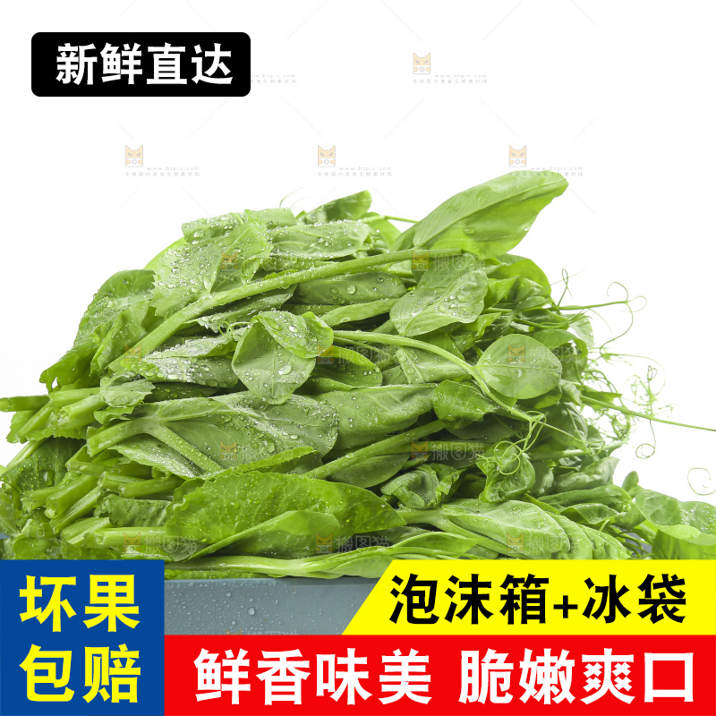 白底上的豌豆苗