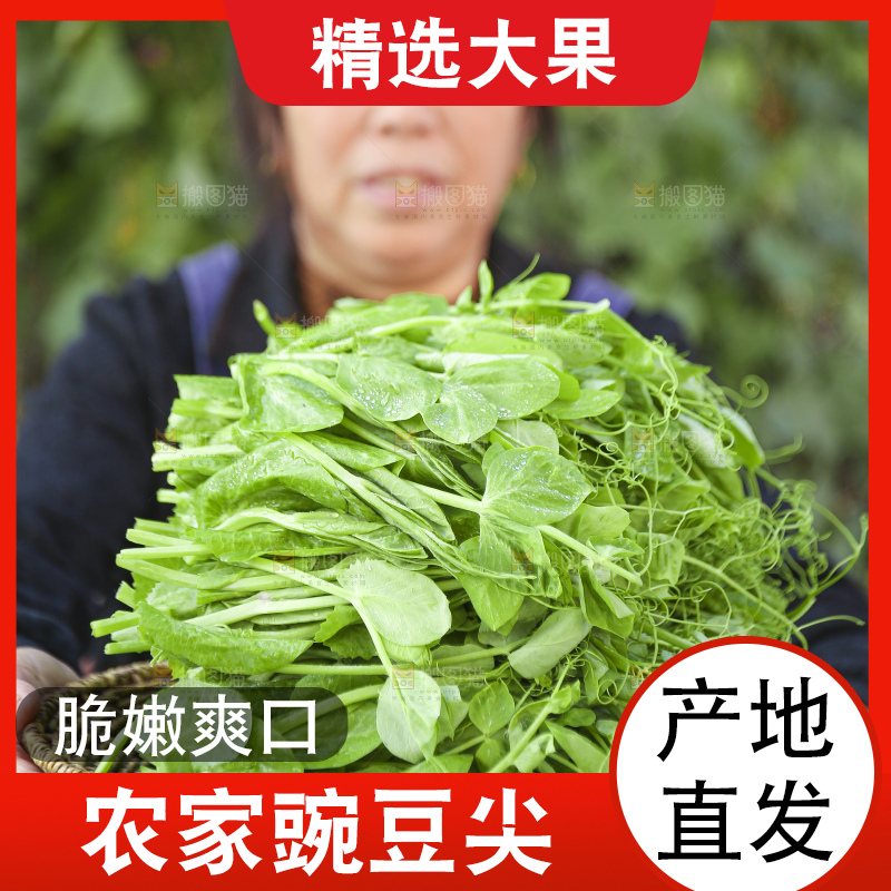 手里拿着豌豆尖