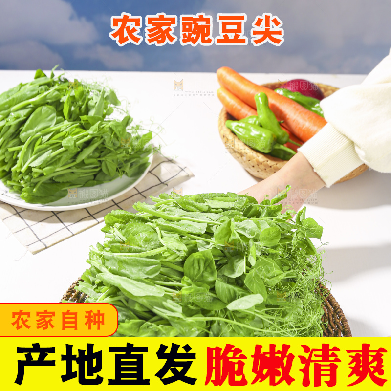 浅底上的豌豆尖
