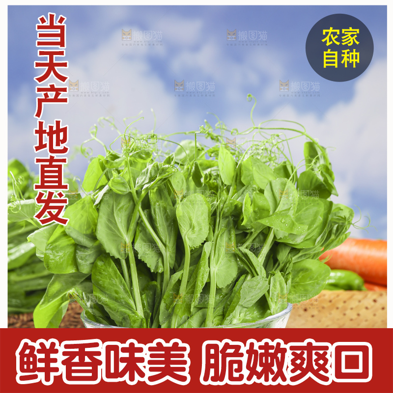 浅底上的豌豆尖