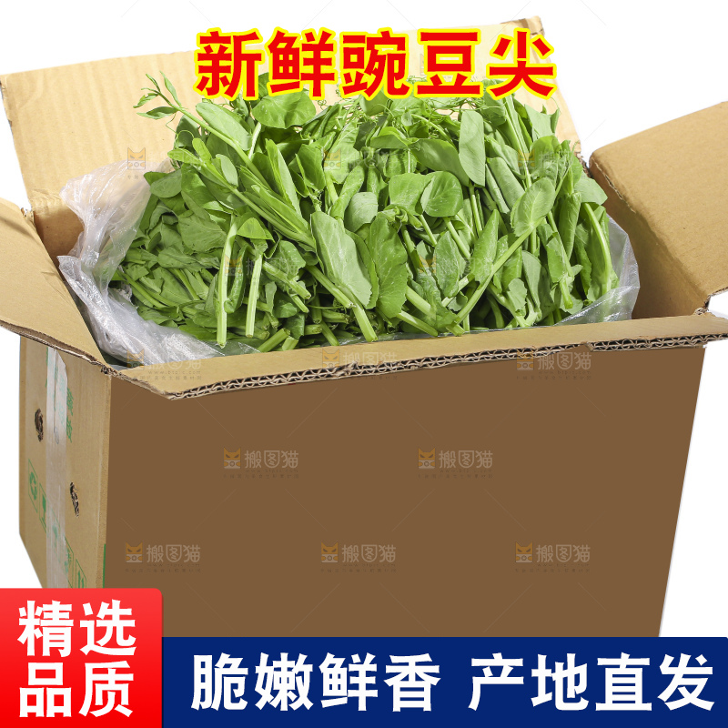 白底上的新鲜豌豆尖