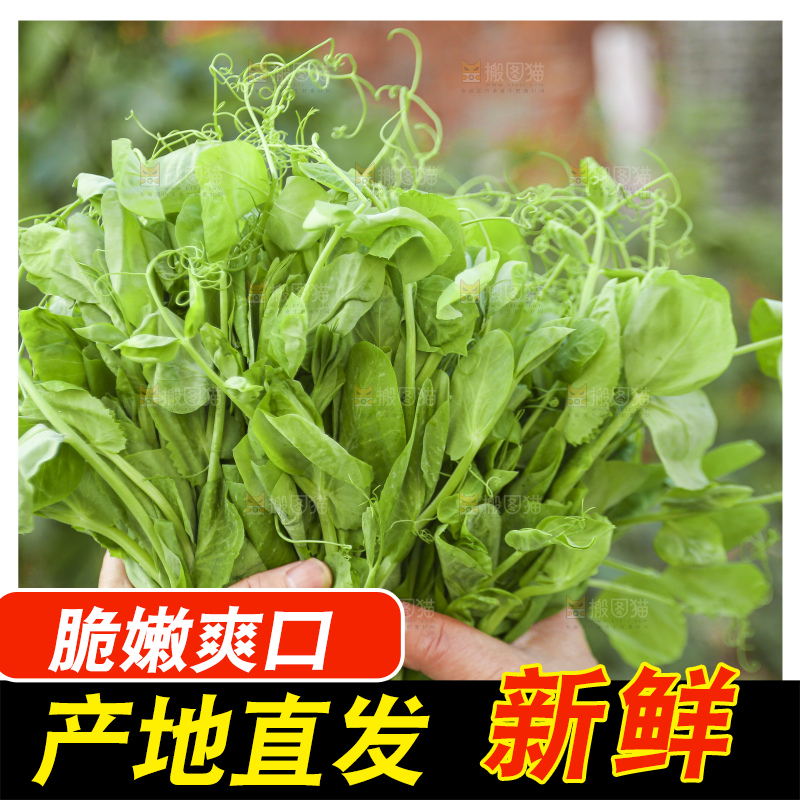 手里拿着豌豆尖
