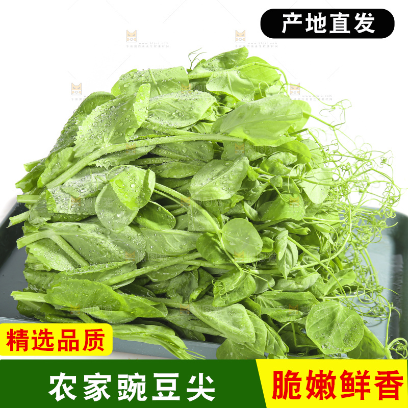 白底上的豌豆苗
