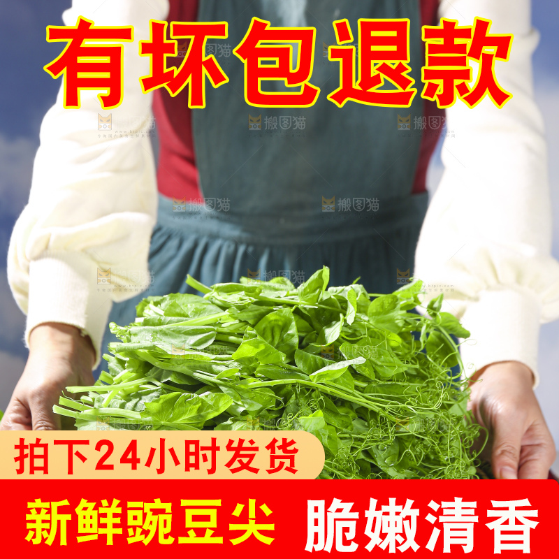 浅底上的豌豆尖