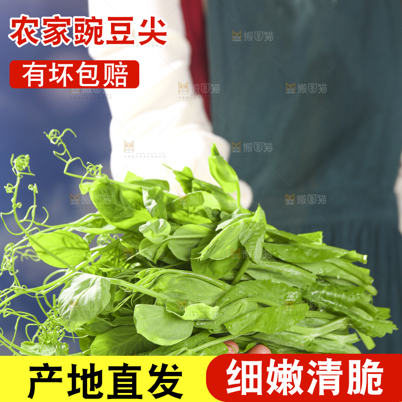 浅底上的豌豆尖