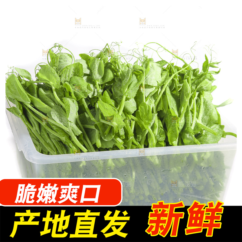 白底上的豌豆苗