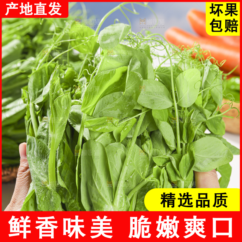 浅底上的豌豆尖
