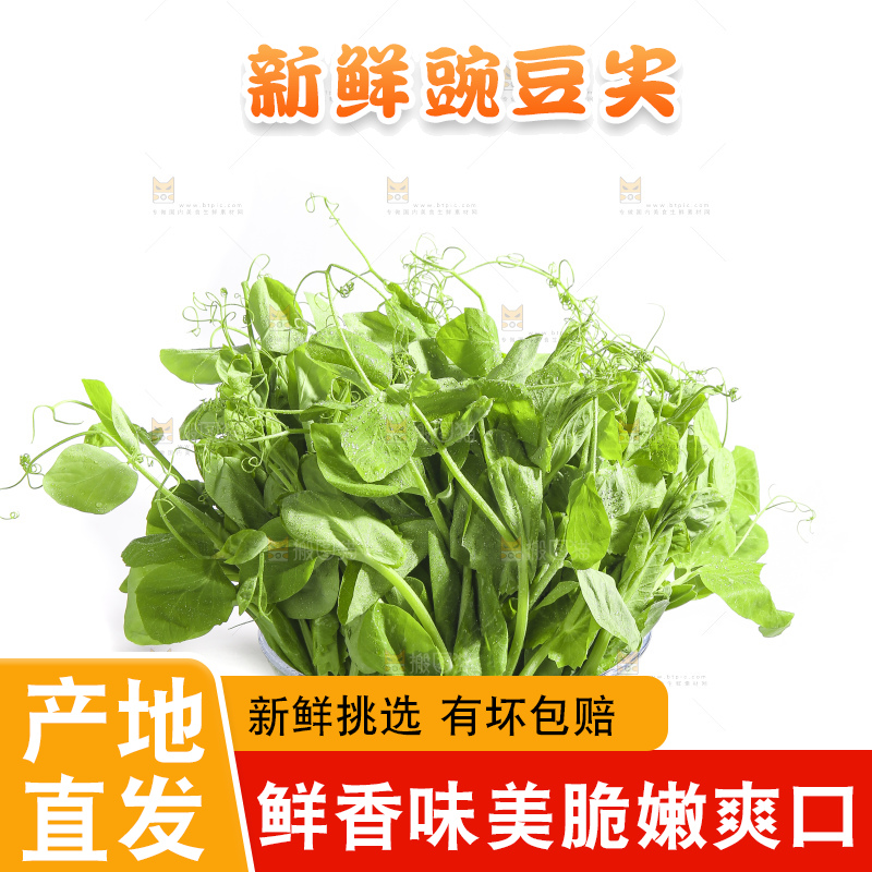白底上的豌豆苗
