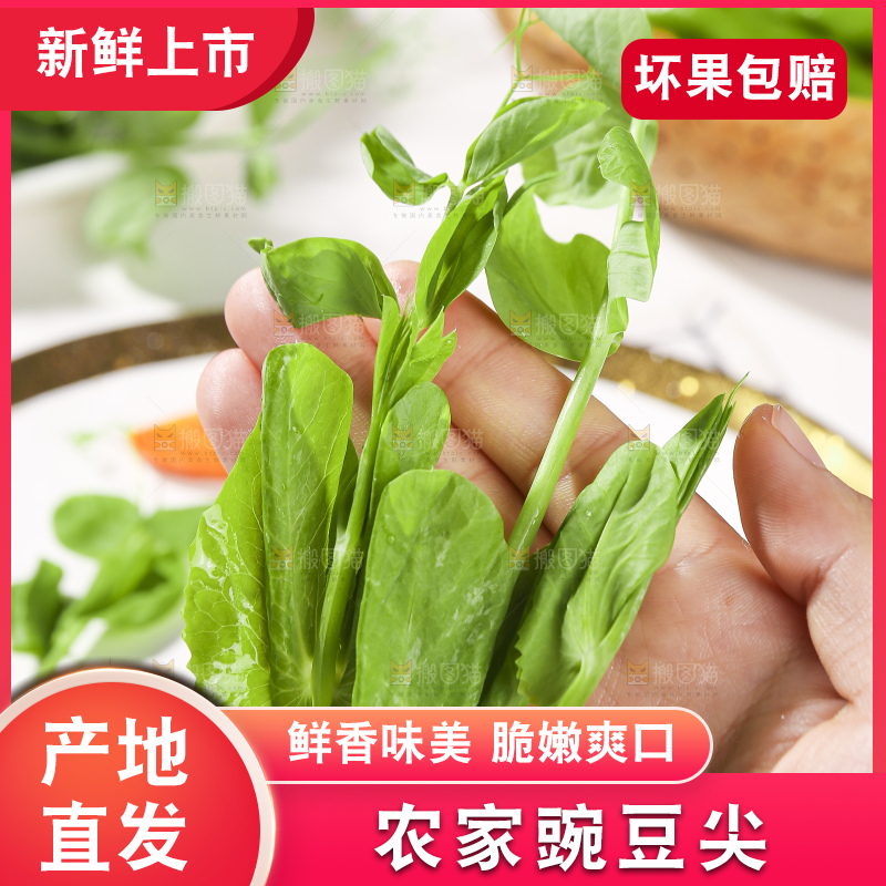 浅底上的豌豆尖
